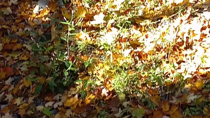 Hudson Valley Rail Trail - Highland, NY