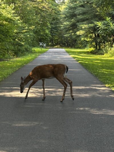 Hudson Valley Rail Trail - Highland, NY