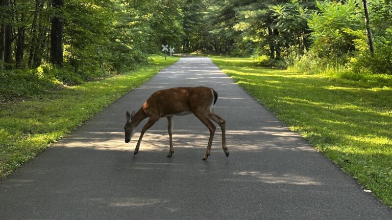 Hudson Valley Rail Trail - Highland, NY