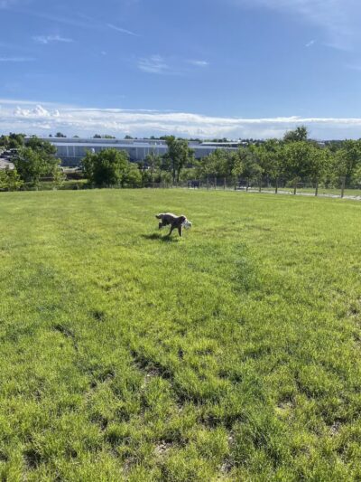 David Lorenz Dog Park - Highlands Ranch, CO