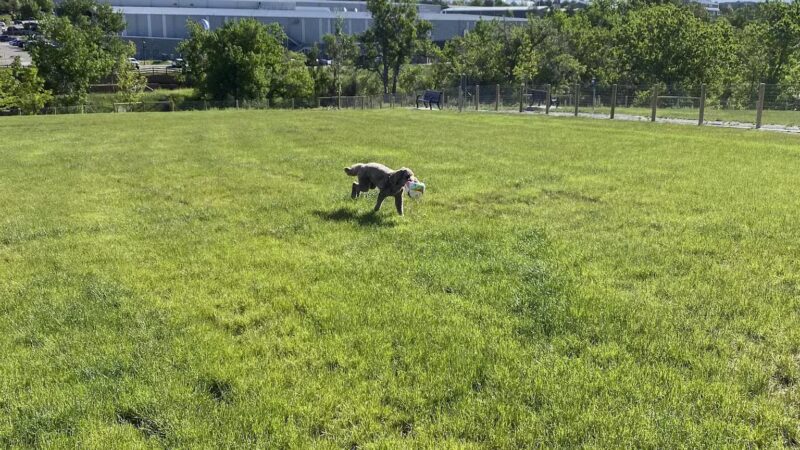 David Lorenz Dog Park - Highlands Ranch, CO