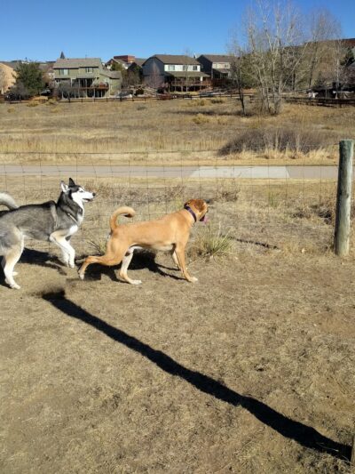 Digger's at Dad Clark Park - Highlands Ranch, CO