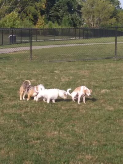 Spindler Dog Park - Hilliard, OH