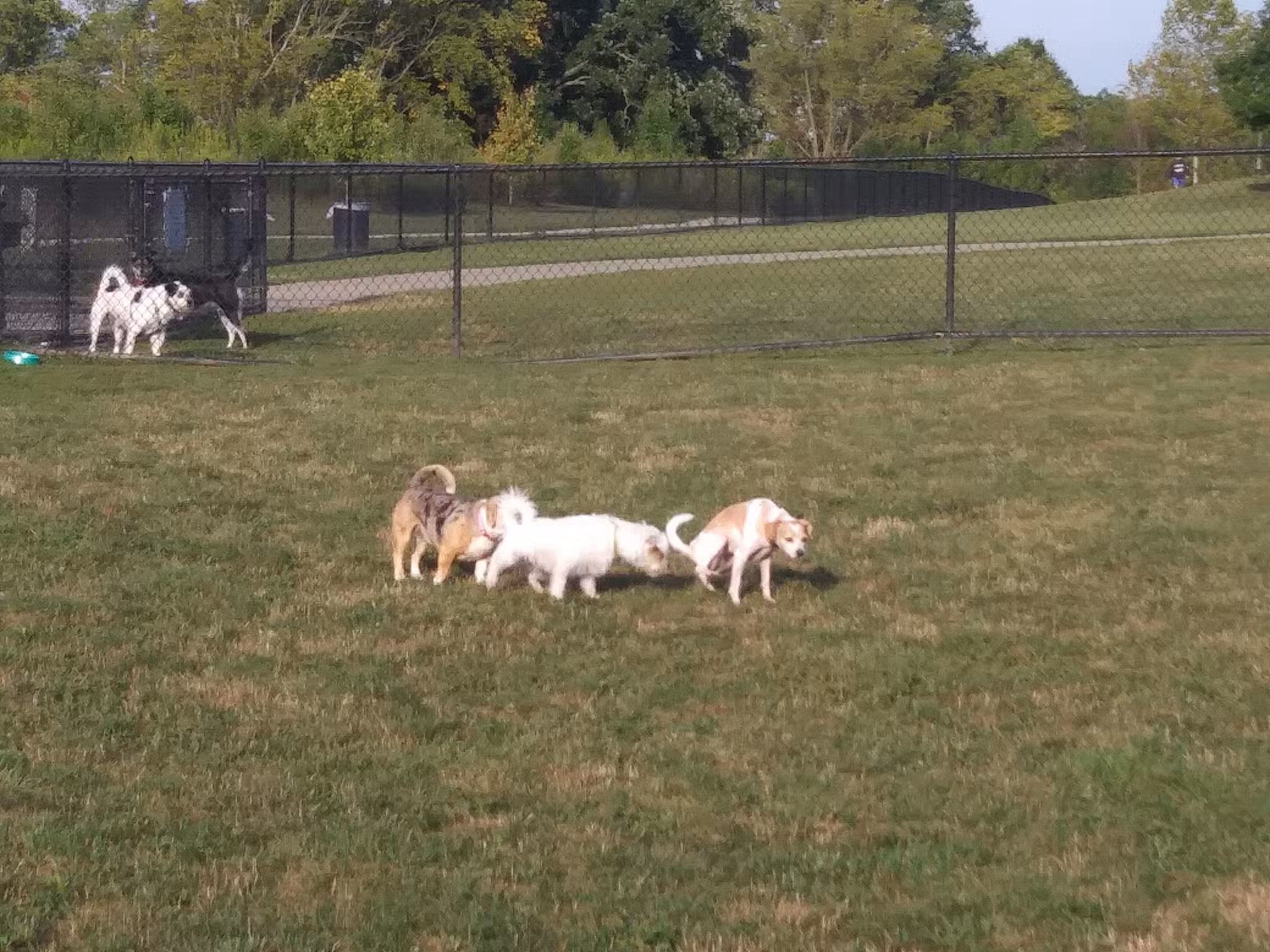 Spindler Dog Park - Hilliard, OH