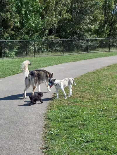Spindler Dog Park - Hilliard, OH