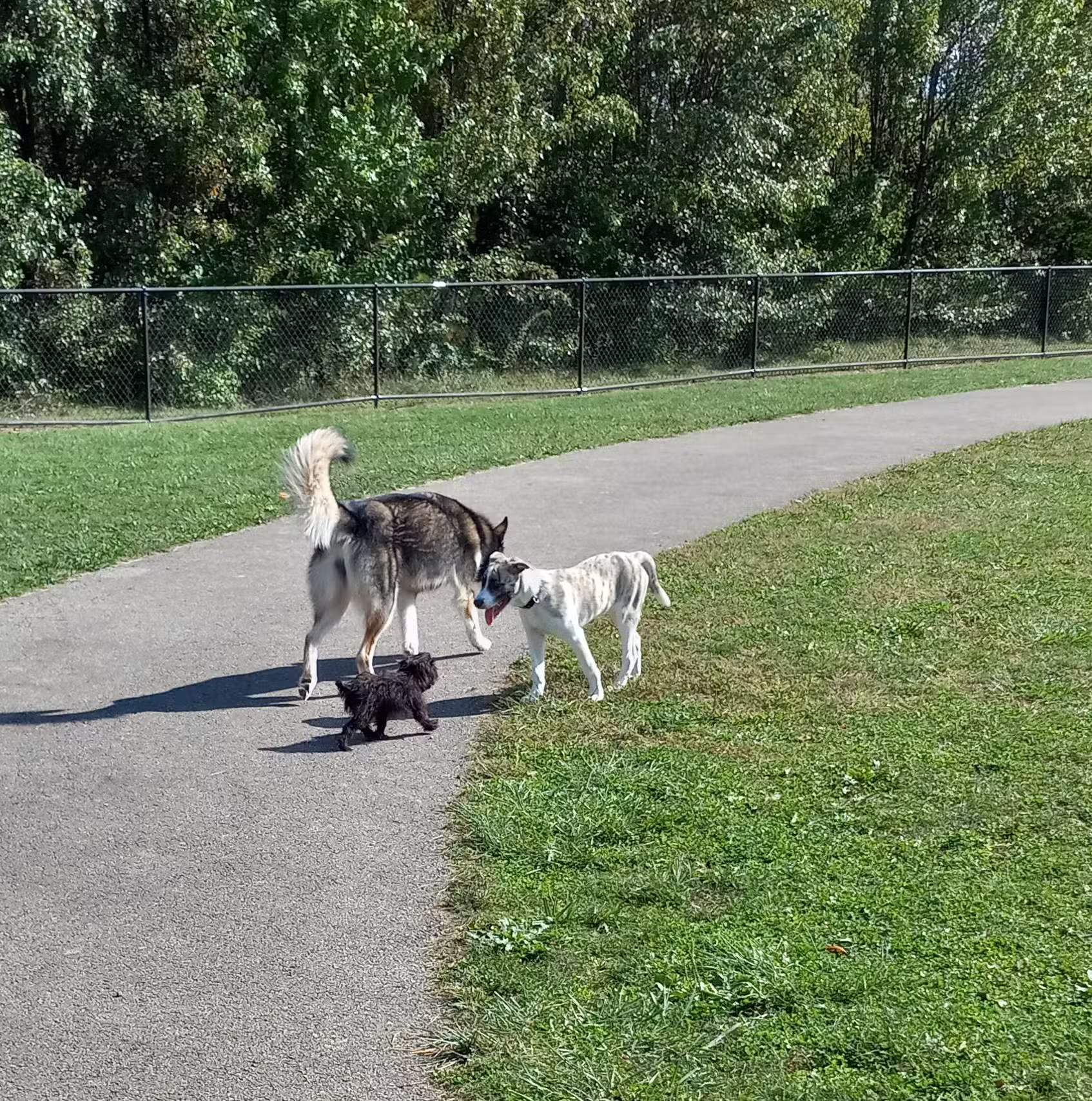 Spindler Dog Park - Hilliard, OH