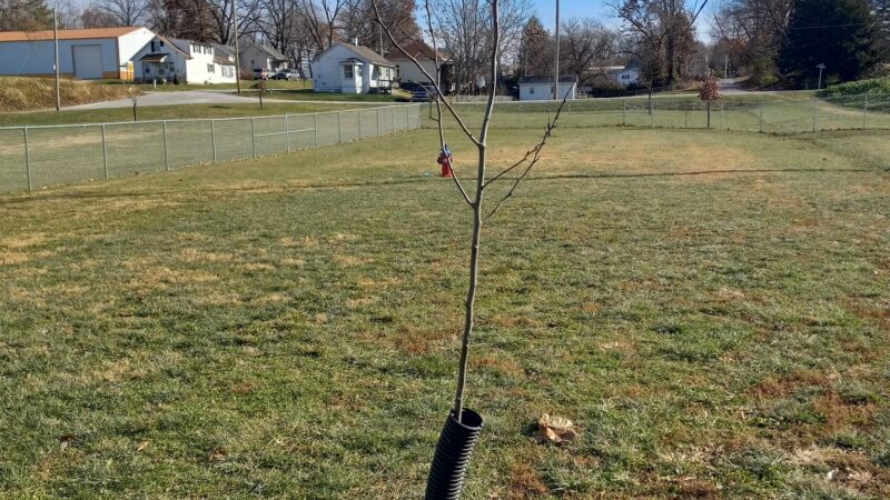 Dog Park - Hillsboro, IL