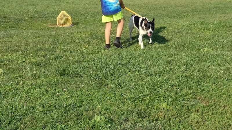 Dog Park - Hillsboro, IL
