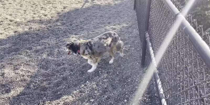 Cornell Creek Dog Park - Hillsboro, OR