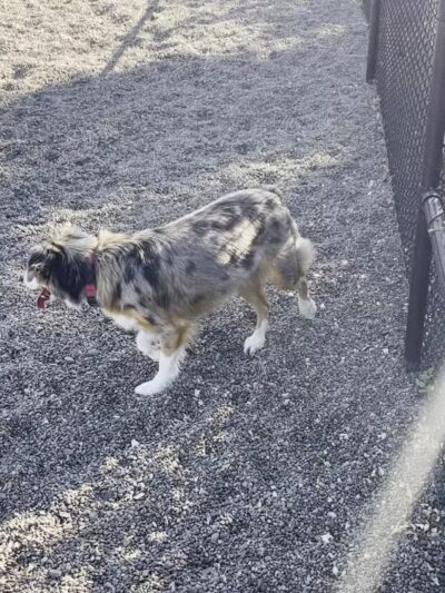 Cornell Creek Dog Park - Hillsboro, OR