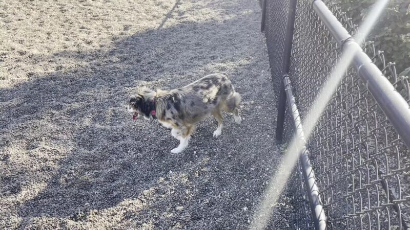 Cornell Creek Dog Park - Hillsboro, OR