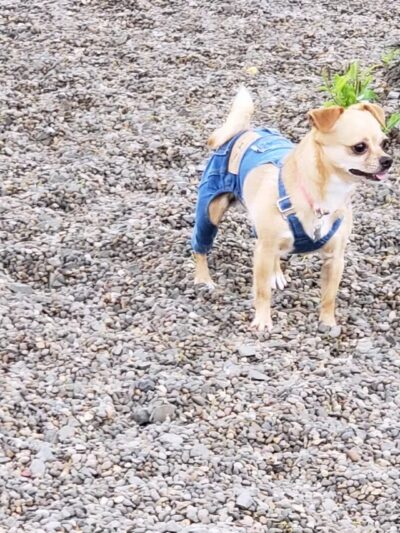 Cornell Creek Dog Park - Hillsboro, OR