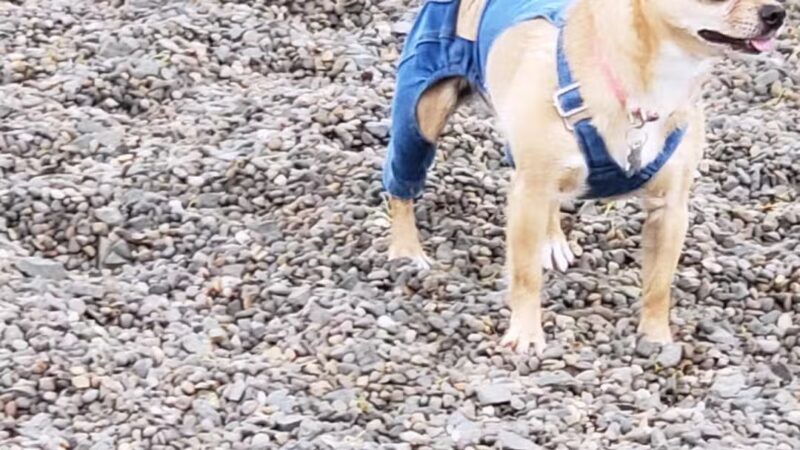 Cornell Creek Dog Park - Hillsboro, OR