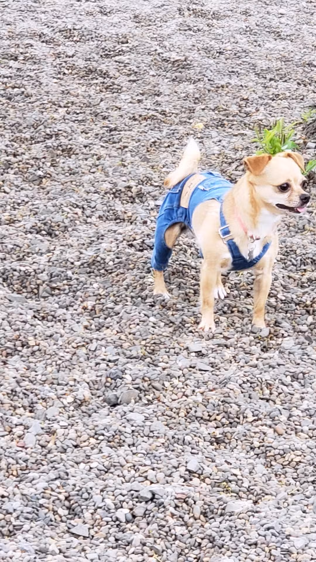 Cornell Creek Dog Park - Hillsboro, OR