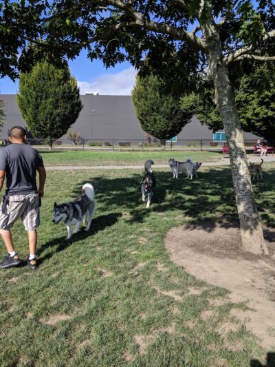Hondo Dog Park - Hillsboro, OR