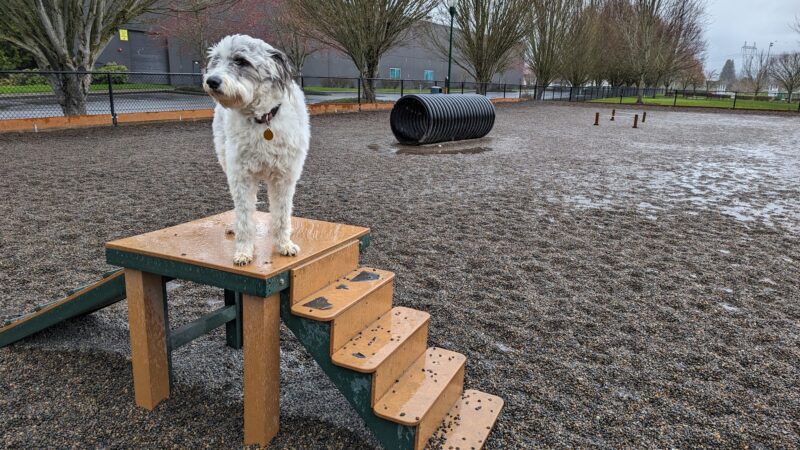 Hondo Dog Park - Hillsboro, OR