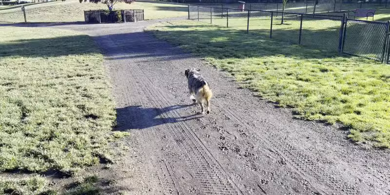 Hondo Dog Park - Hillsboro, OR