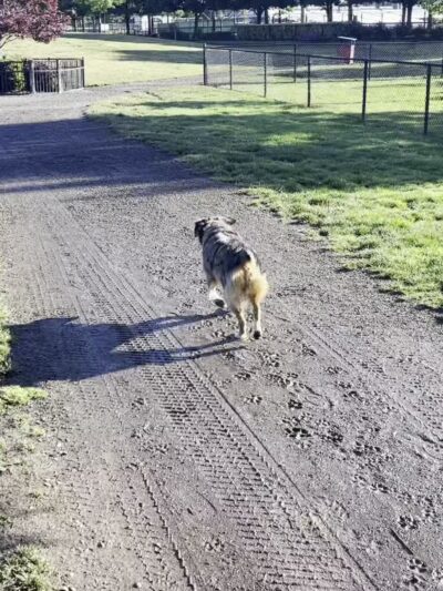 Hondo Dog Park - Hillsboro, OR
