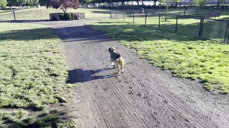 Hondo Dog Park - Hillsboro, OR