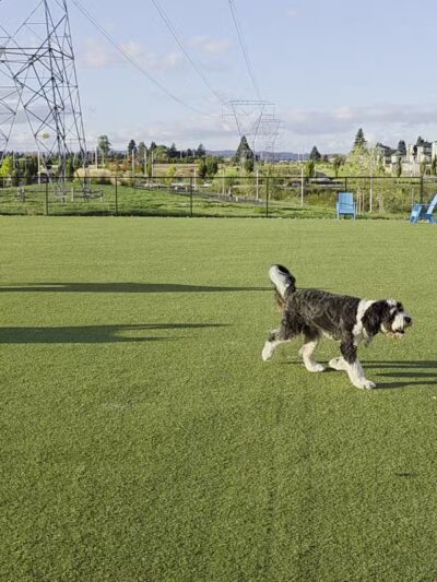 Reed’s Crossing Dog Park - Hillsboro, OR