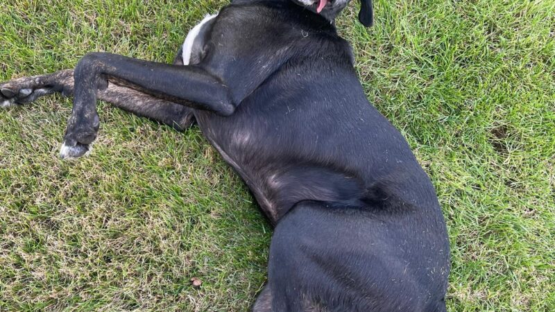 Reed’s Crossing Dog Park - Hillsboro, OR
