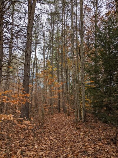 Contoocook River Walk - Hillsborough, NH
