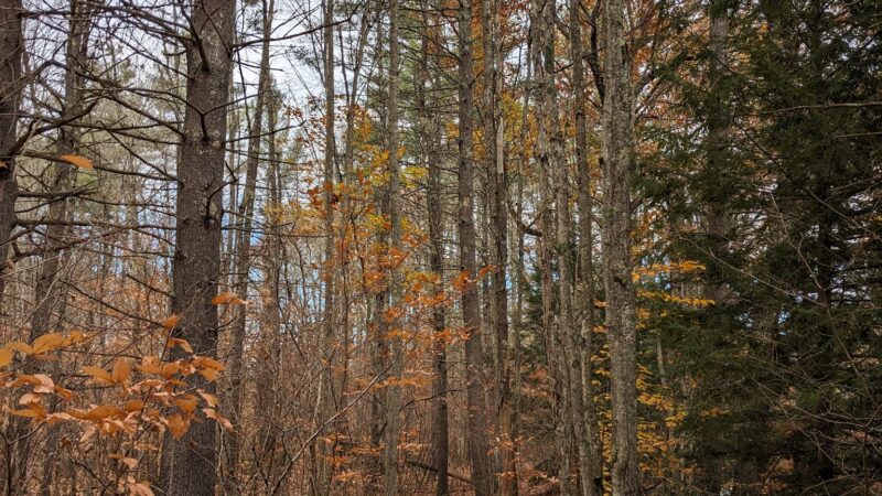 Contoocook River Walk - Hillsborough, NH