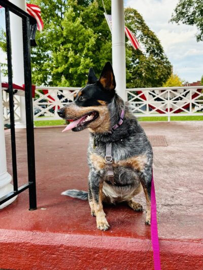 VCA Ho-Ho-Kus Animal Hospital - Ho-Ho-Kus, NJ