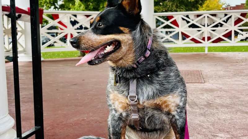 VCA Ho-Ho-Kus Animal Hospital - Ho-Ho-Kus, NJ