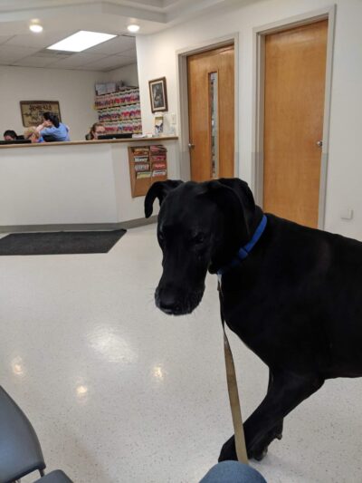 VCA Ho-Ho-Kus Animal Hospital - Ho-Ho-Kus, NJ