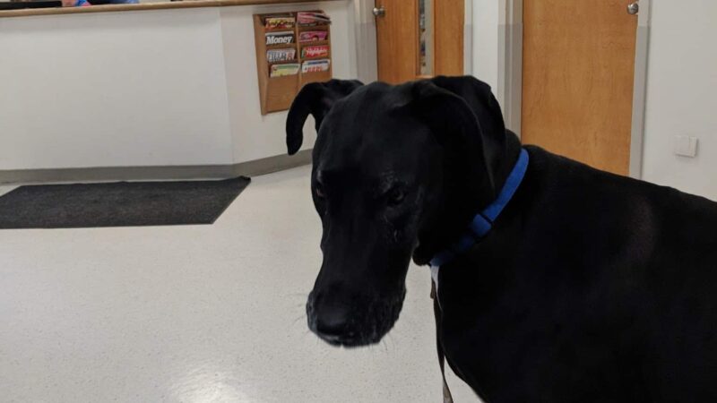 VCA Ho-Ho-Kus Animal Hospital - Ho-Ho-Kus, NJ