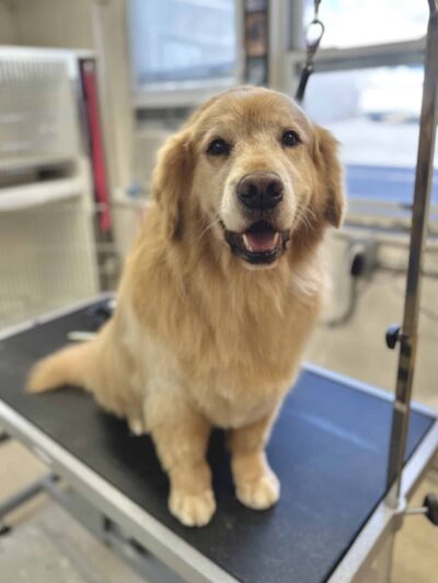 Woof Cuts - Ho-Ho-Kus, NJ