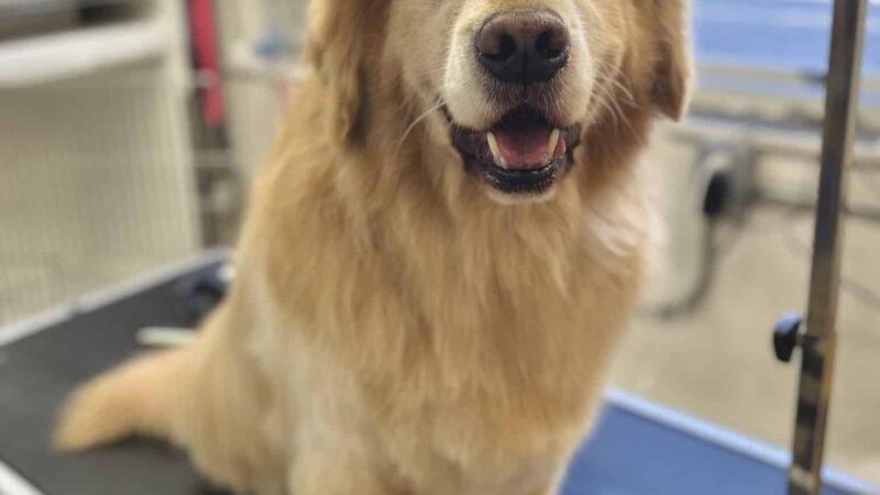 Woof Cuts - Ho-Ho-Kus, NJ