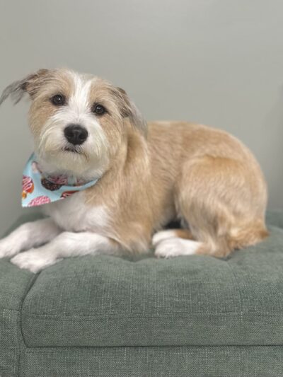 Woof Cuts - Ho-Ho-Kus, NJ