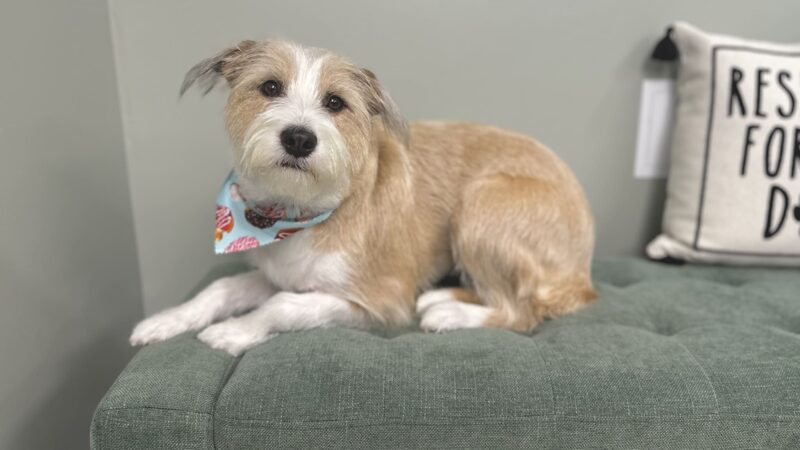 Woof Cuts - Ho-Ho-Kus, NJ