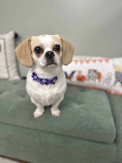 Woof Cuts - Ho-Ho-Kus, NJ