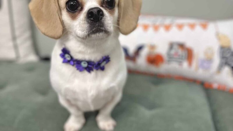 Woof Cuts - Ho-Ho-Kus, NJ