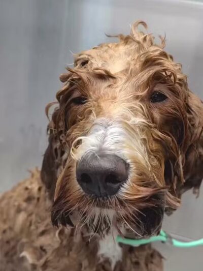 Woof Cuts - Ho-Ho-Kus, NJ