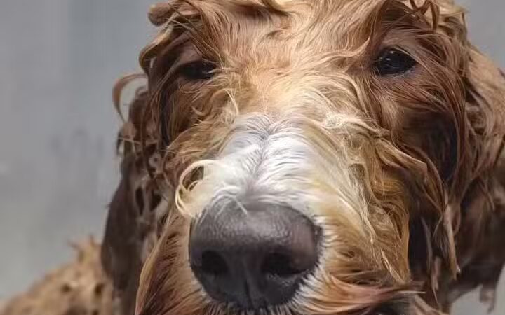 Woof Cuts - Ho-Ho-Kus, NJ