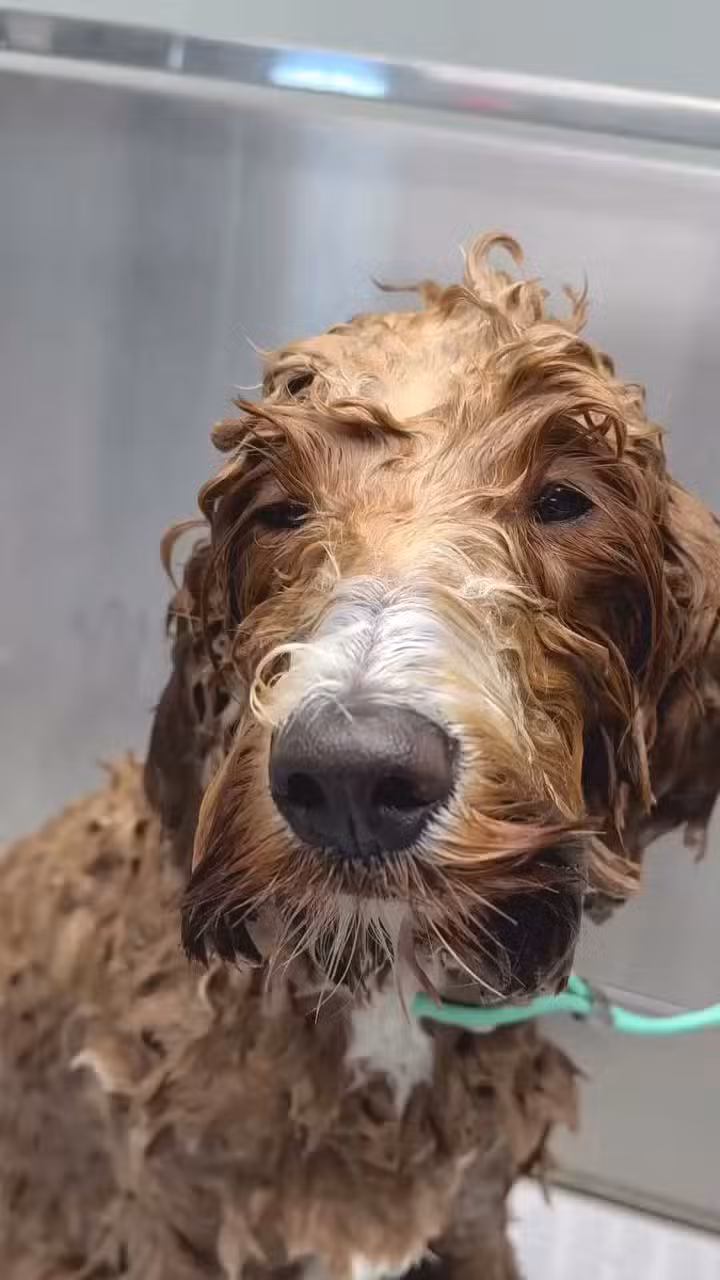 Woof Cuts - Ho-Ho-Kus, NJ