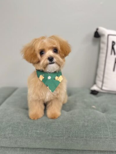 Woof Cuts - Ho-Ho-Kus, NJ