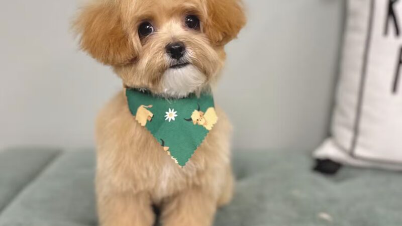 Woof Cuts - Ho-Ho-Kus, NJ