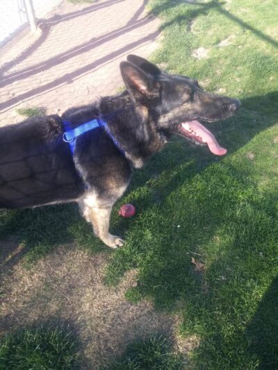 Del Norte Dog Park - Hobbs, NM