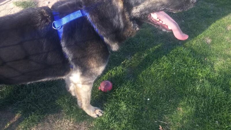 Del Norte Dog Park - Hobbs, NM