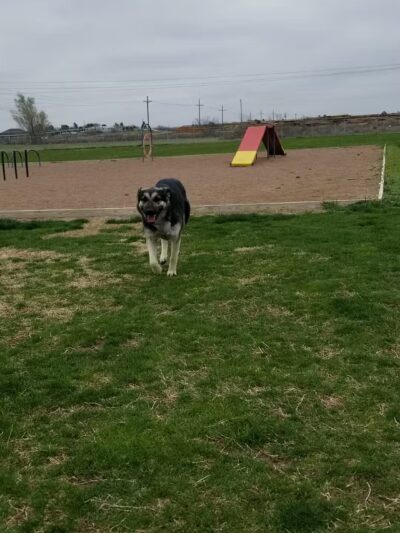 Del Norte Dog Park - Hobbs, NM