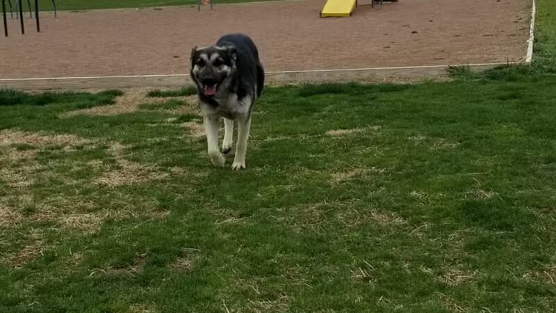 Del Norte Dog Park - Hobbs, NM