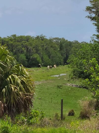 Hobe Sound Scrub Preserve - Hobe Sound, FL