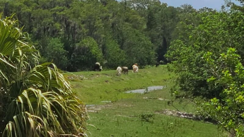 Hobe Sound Scrub Preserve - Hobe Sound, FL