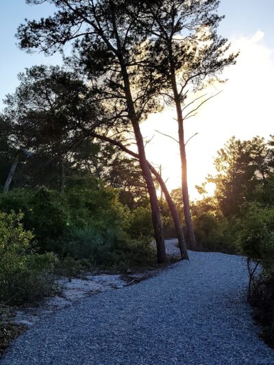 Hobe Sound Scrub Preserve - Hobe Sound, FL