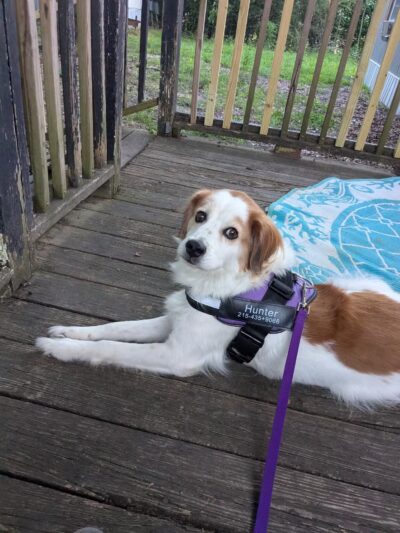 Dog Park at Love's Travel Stops - Hogansville, GA